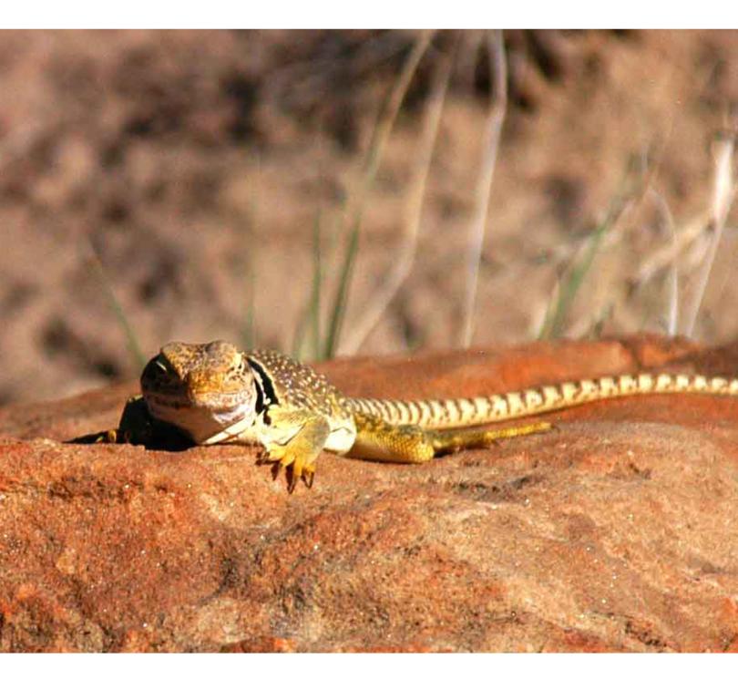 collared lizard