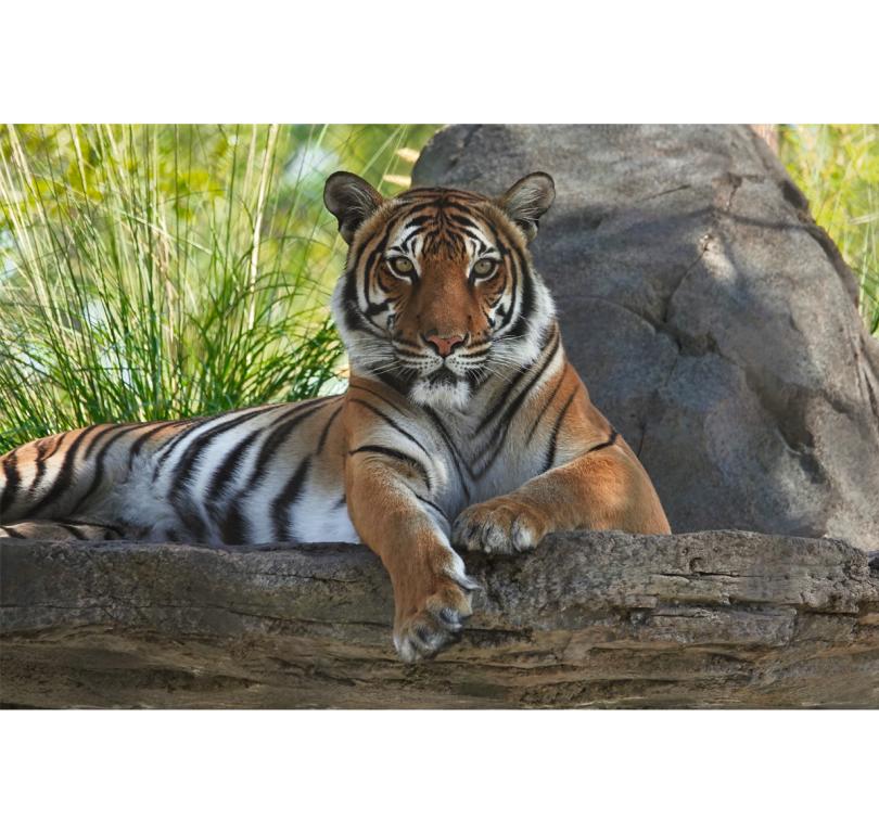 Malayan tigers are featured in the Award-winning Asia habitats