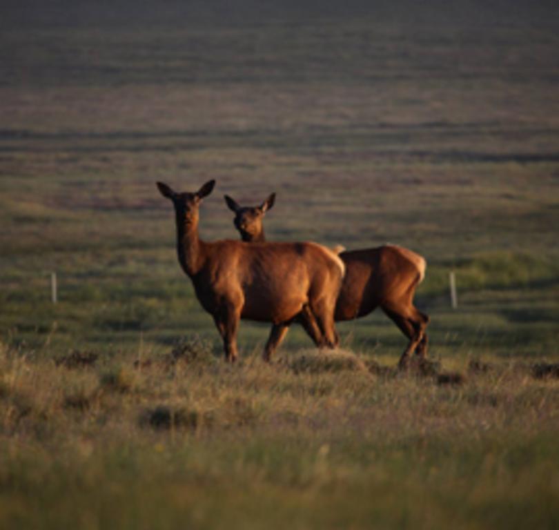 Valles Caldera National Preserve