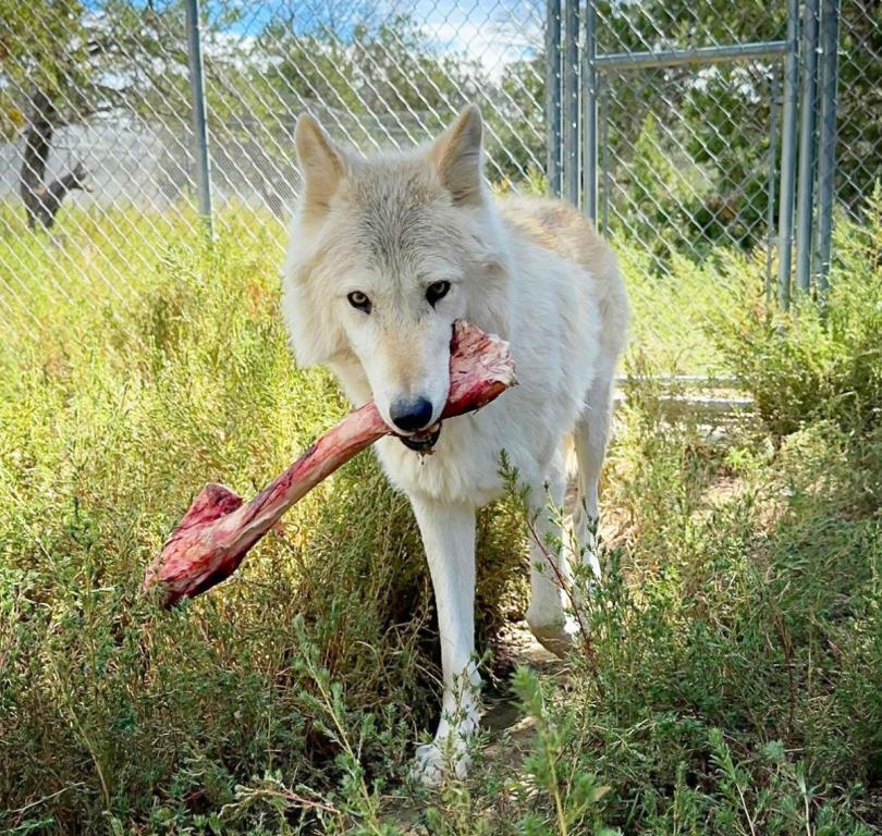 Mowgli with a bone