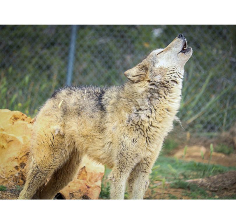 Katniss Howling
