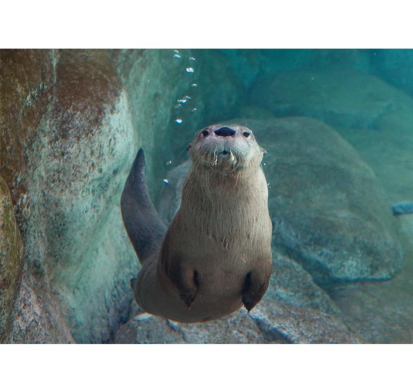 North American River Otter