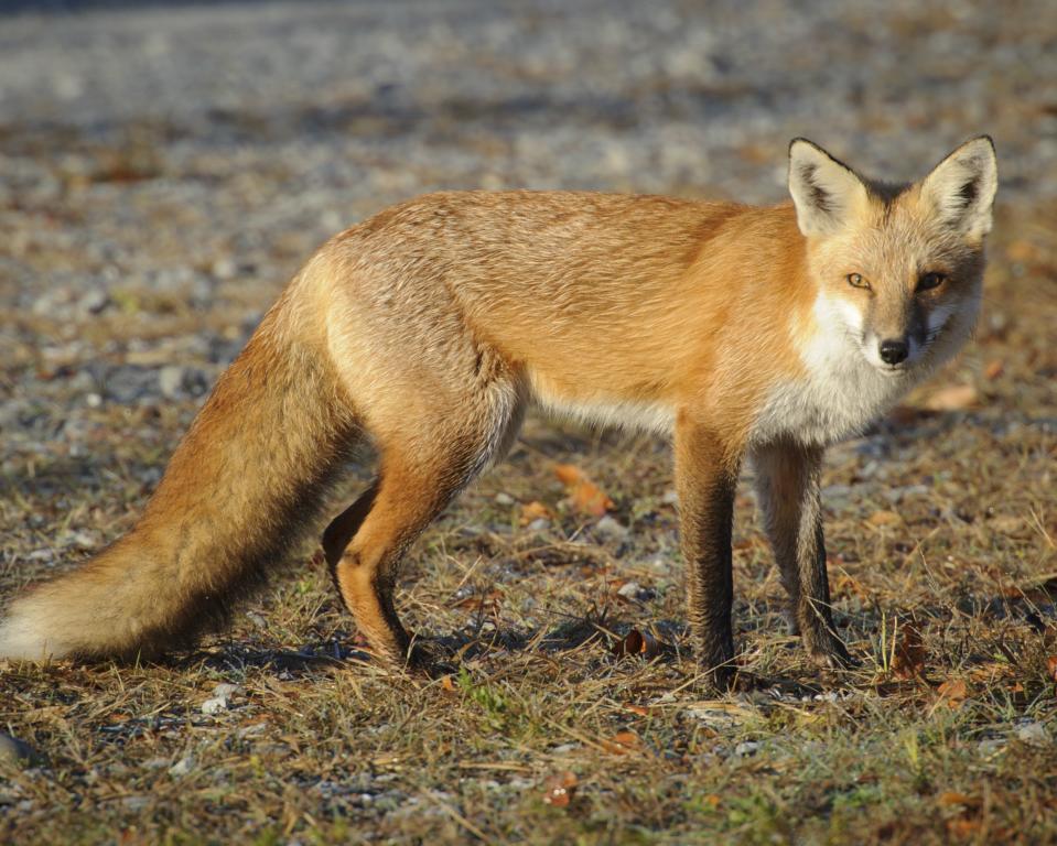BOMBAY HOOK NATIONAL WILDLIFE REFUGE