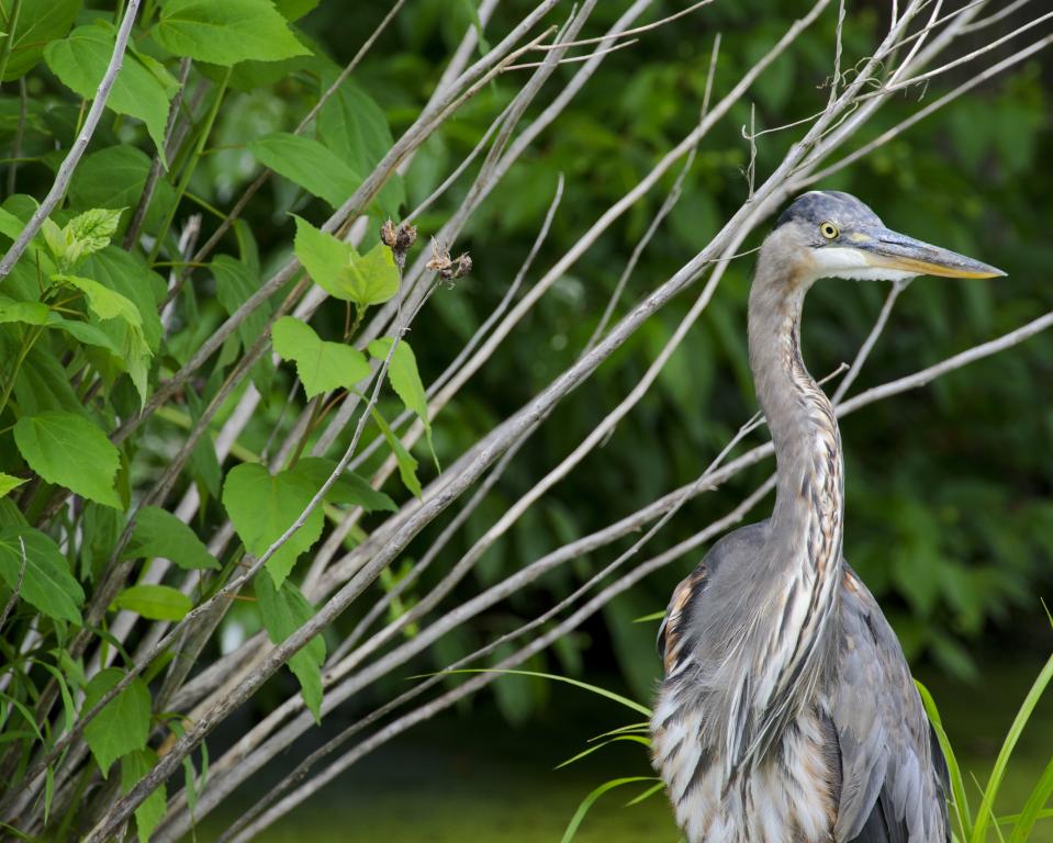 BOMBAY HOOK NATIONAL WILDLIFE REFUGE