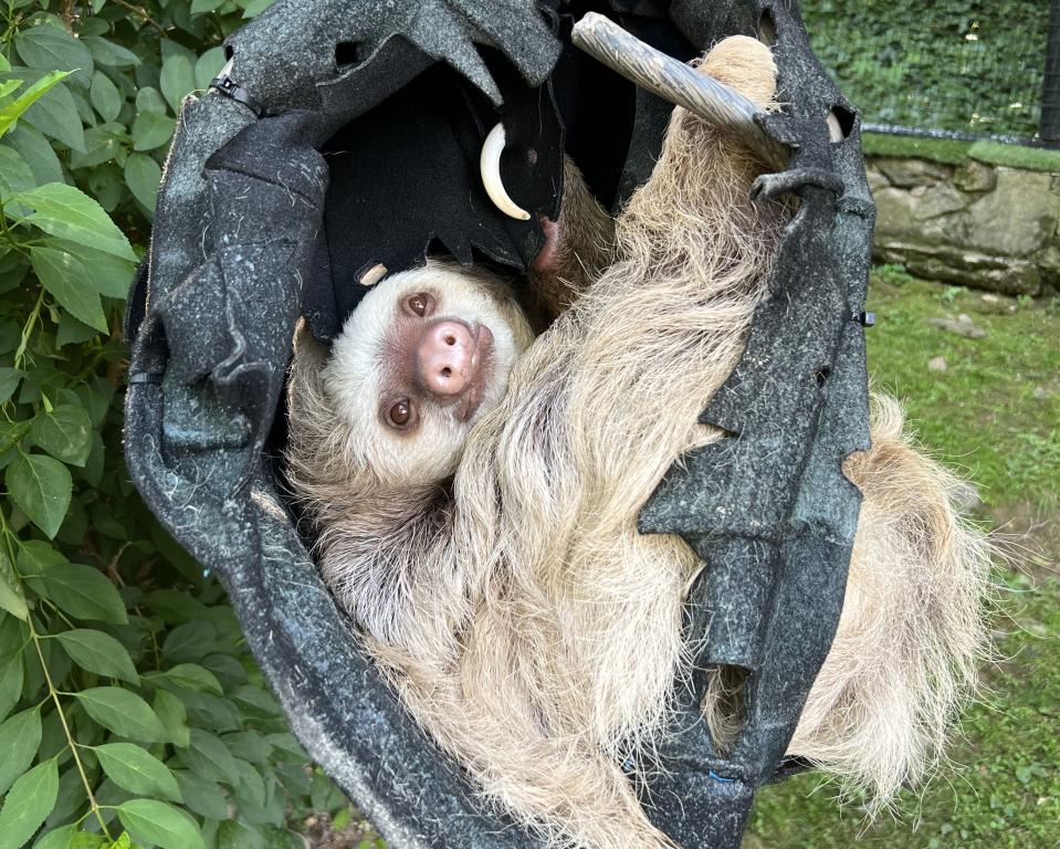 Hoffman's two-toed sloth