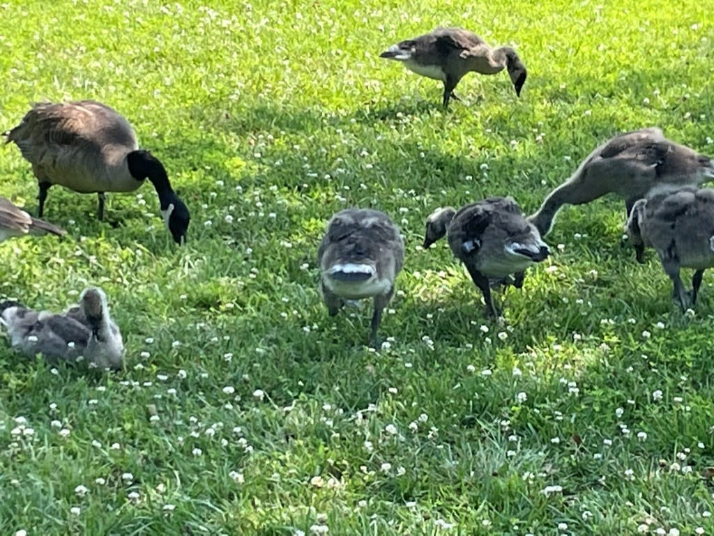 Arboretum Geese