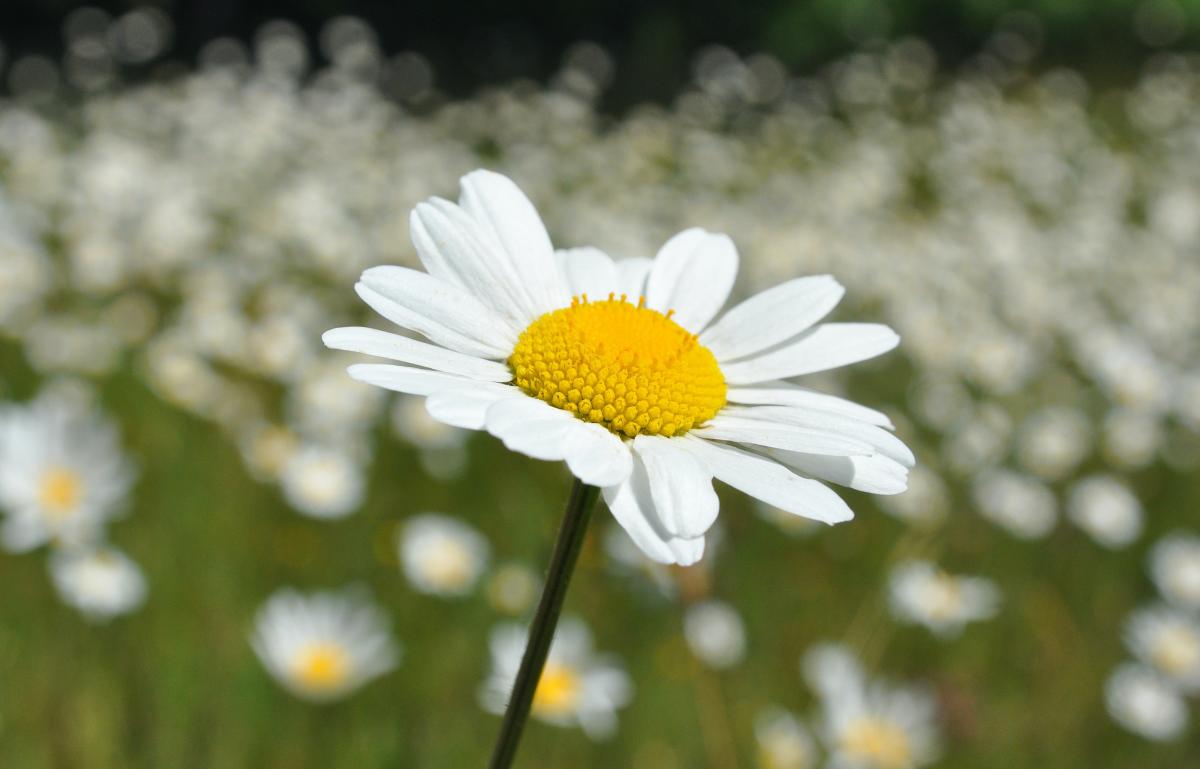 Oxeye Daisy Flowers, Durango, Colorado