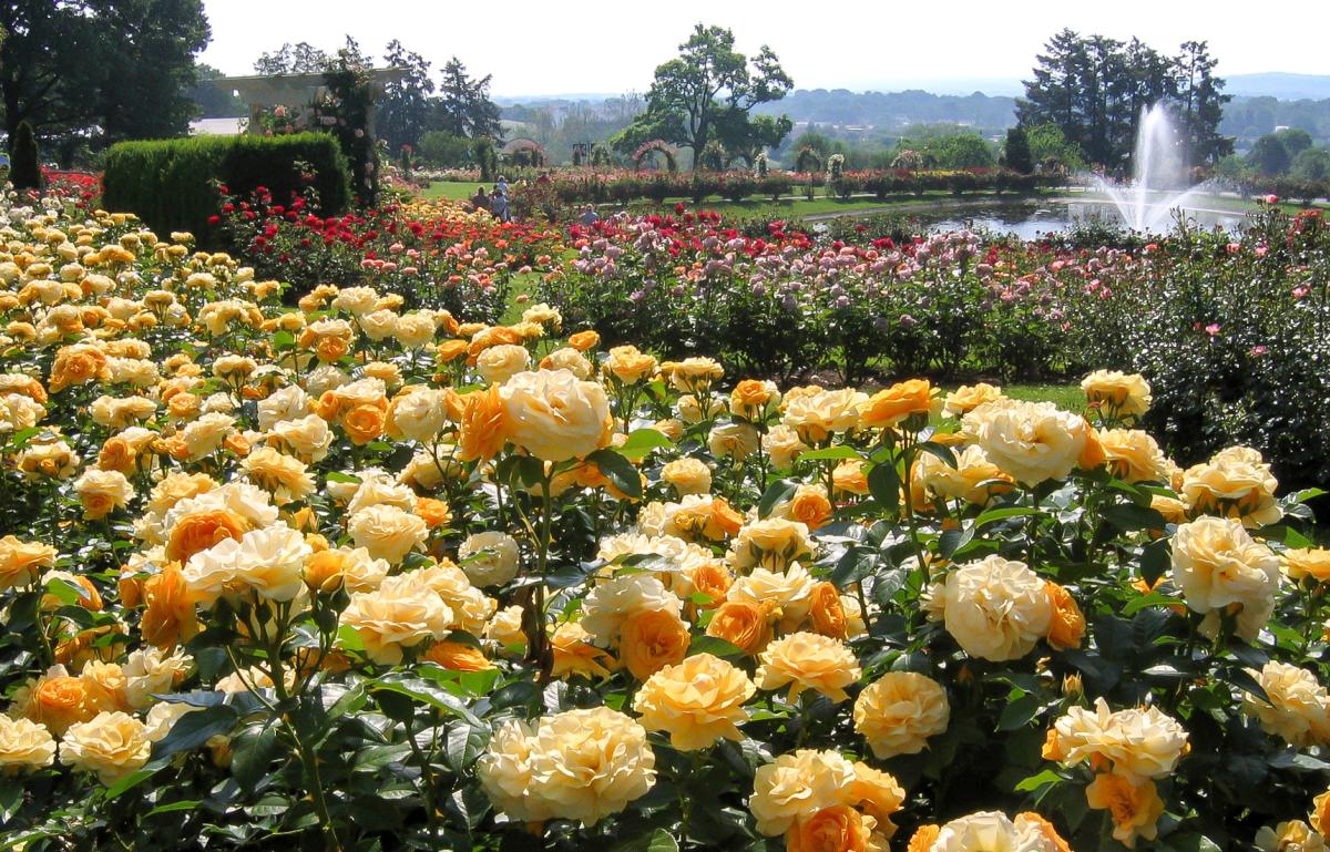 Roses