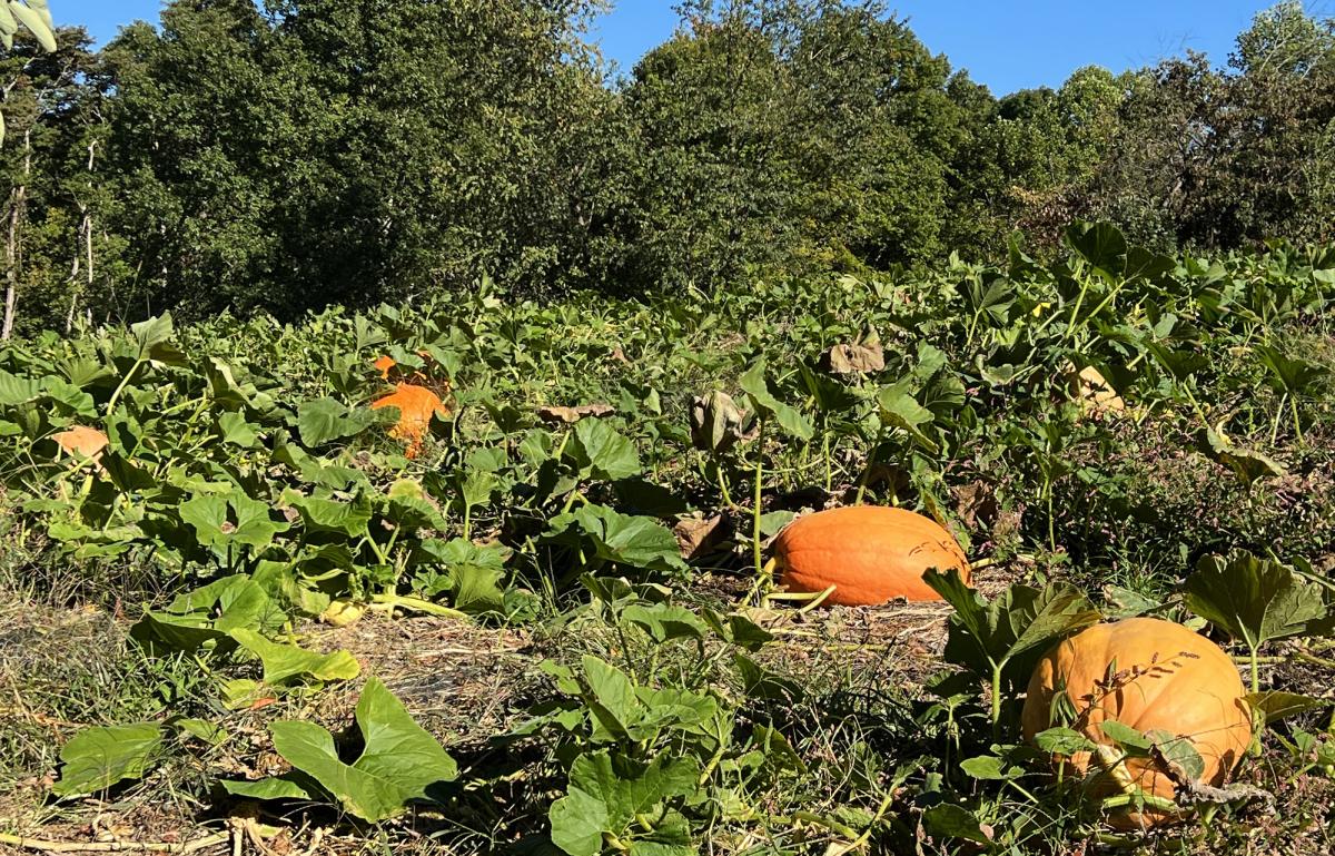 Field Pumpkins