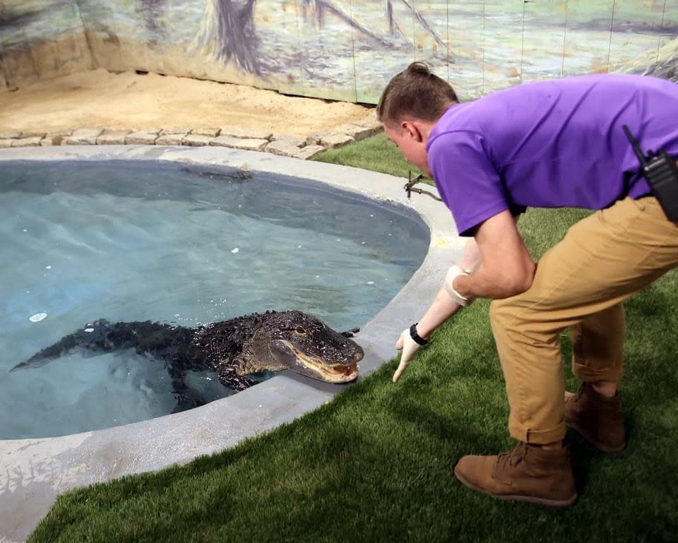 A trainer feeds the alligator Penny, at the Elmwood Park Zoo