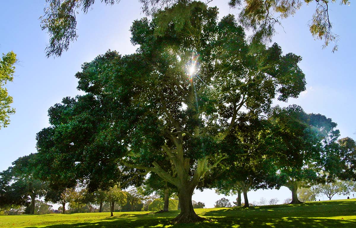 Kate Sessions Memorial Park