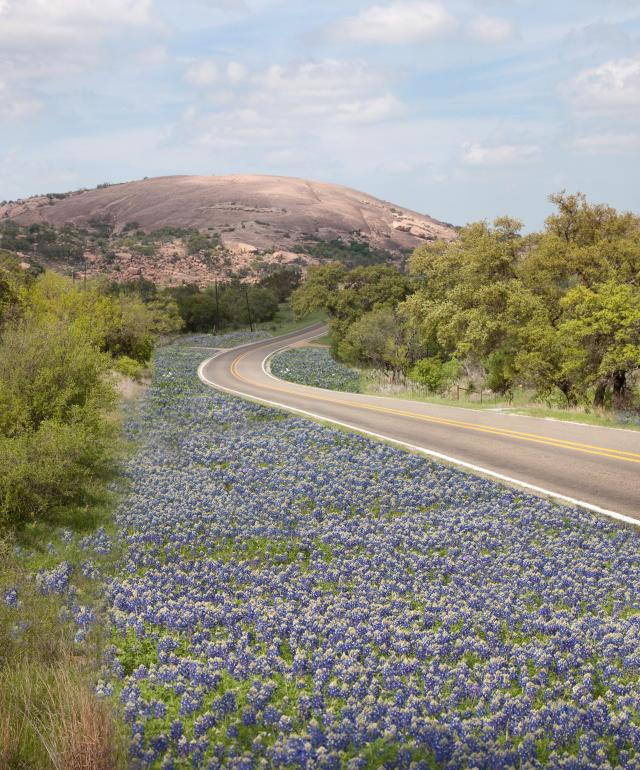 Enchanted Rock State Natural Area Bluebonnets
