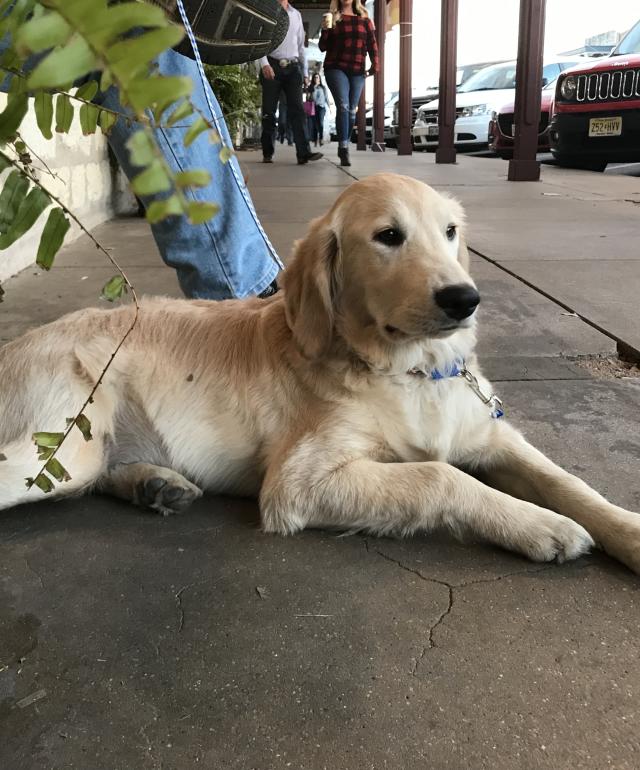 PetFriendly Hotels in Fredericksburg, TX Inns & Guest Houses