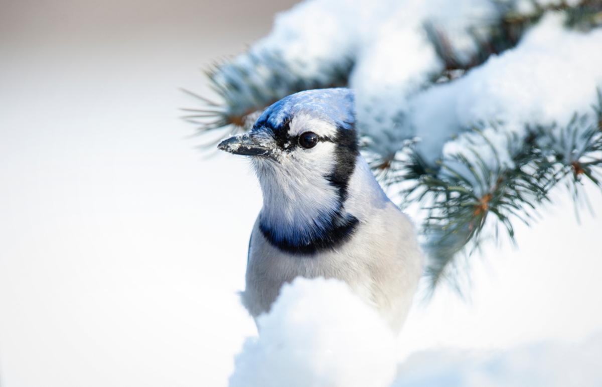 Blue Jay perched on a pine tree branch covered in snow