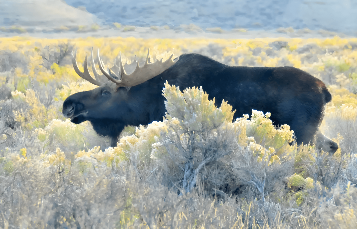 A moose wading through a field of sagebrush under a bright sky in Wyoming.