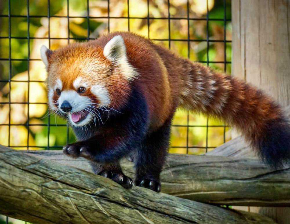 Red Panda at the Fort Wayne Zoo