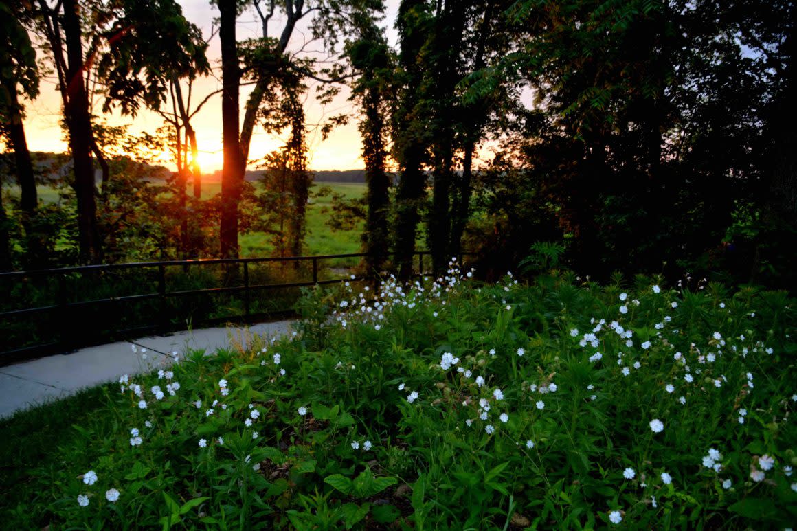 prophetstowntrail2flowers_june2019-1160x773