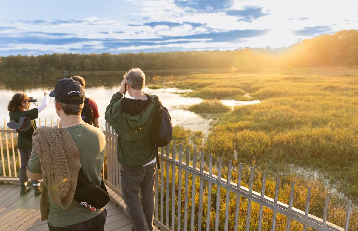 Several People Viewing Wetlands at Huntley Meadows Park