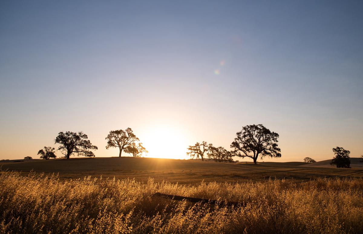 oak tree, Paso Robles