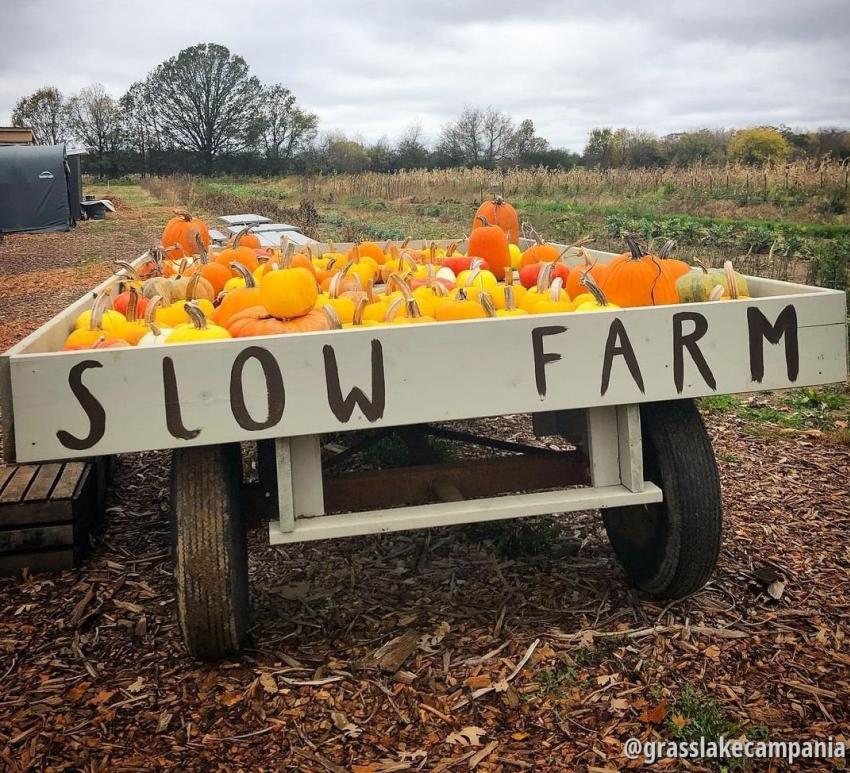 Pumpkins at Slow Farm