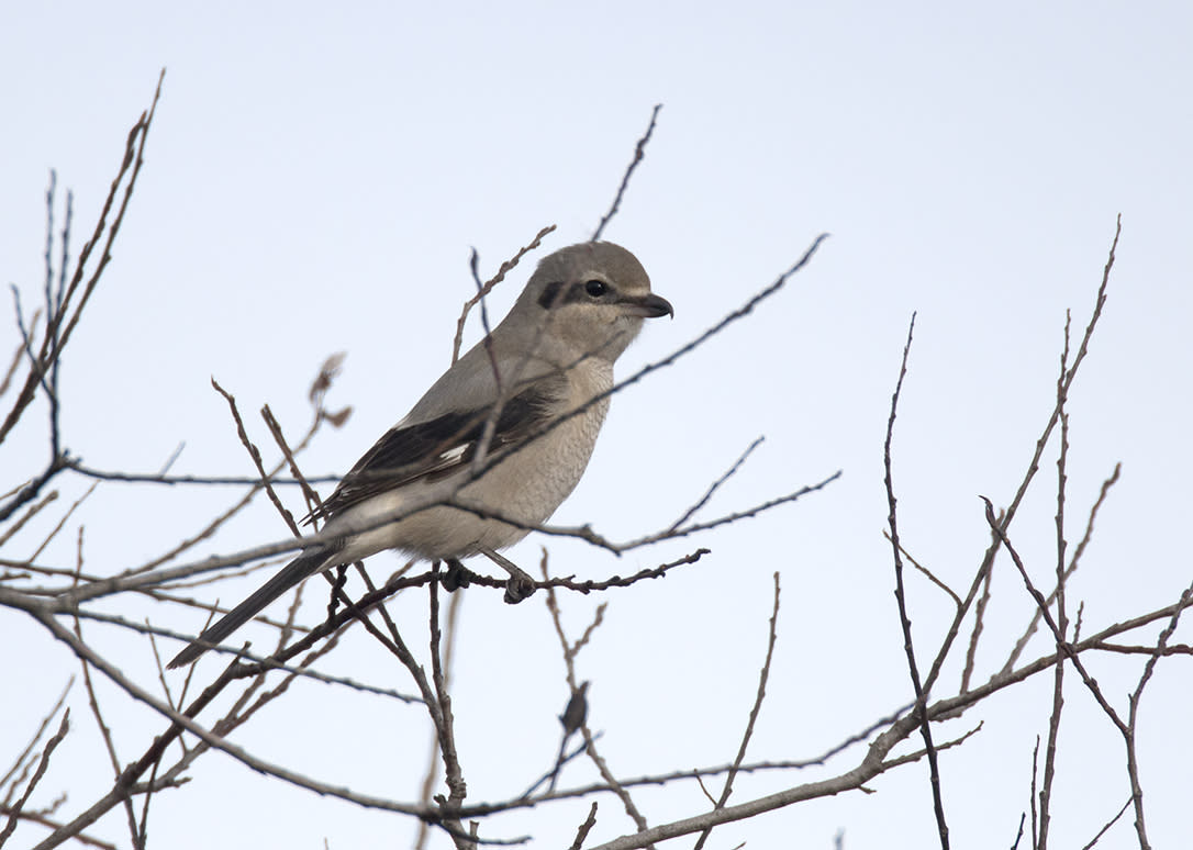 A gray and black bird sits atop a leafless tree. The sky is gray.