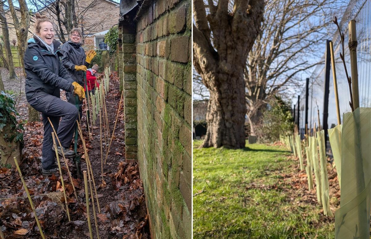 A composite of two photographs showing volunteers planting trees, and the end result
