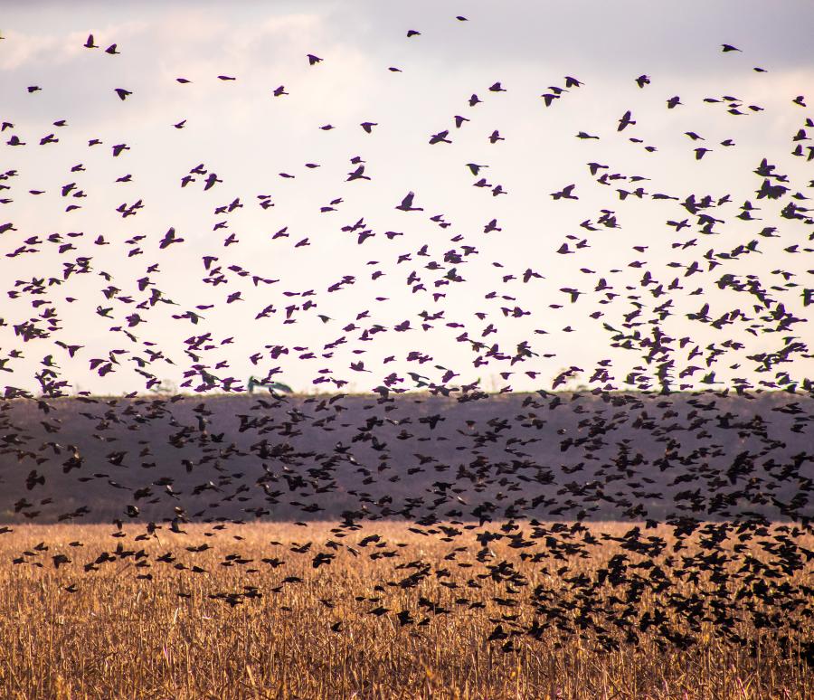 Capture winter flocks in flight, Birds