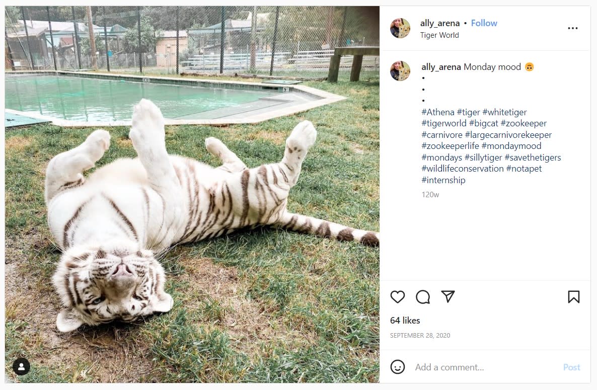 Tiger World Insta 1