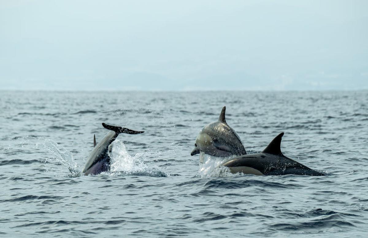 Avistamiento de delfines