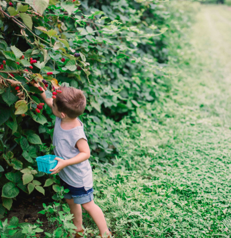 Young boy with little blue basket reaches up a tall bush to grab a berry
