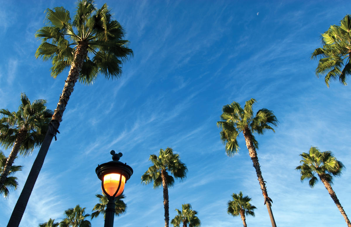 Anaheim palm trees