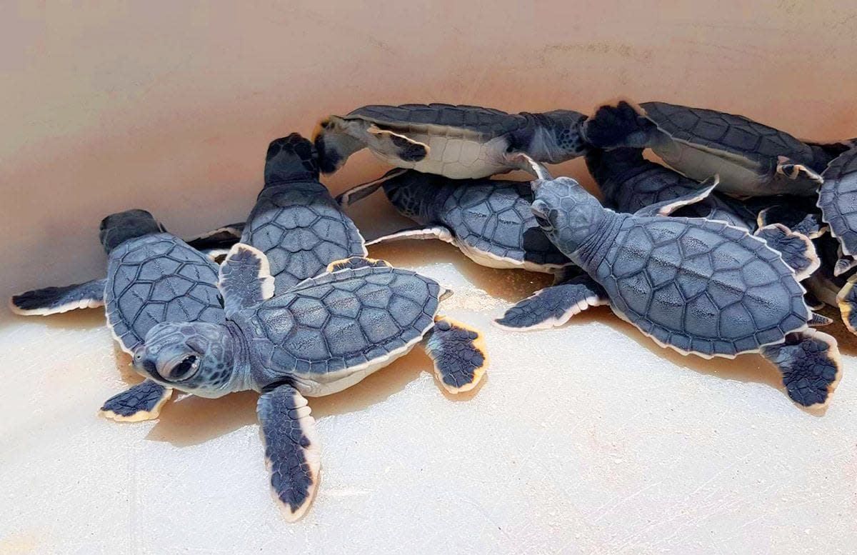 Turtle Release