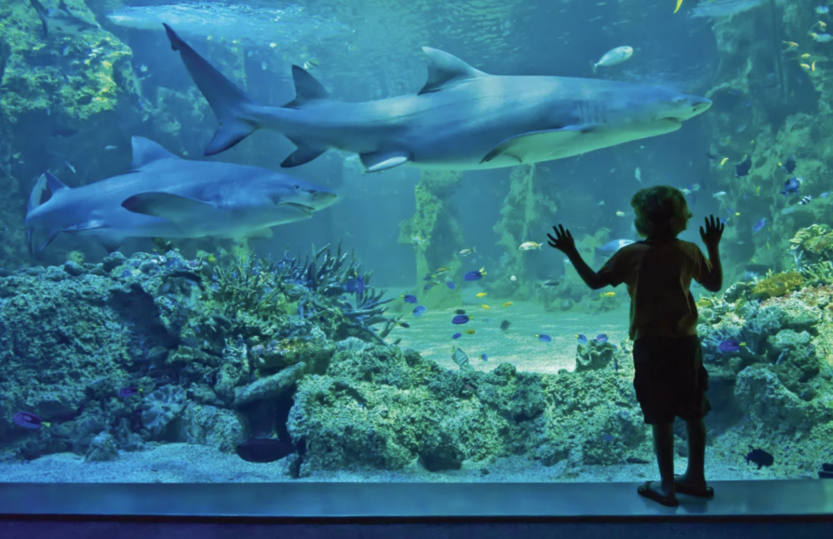 Texas State Aquarium Sharks