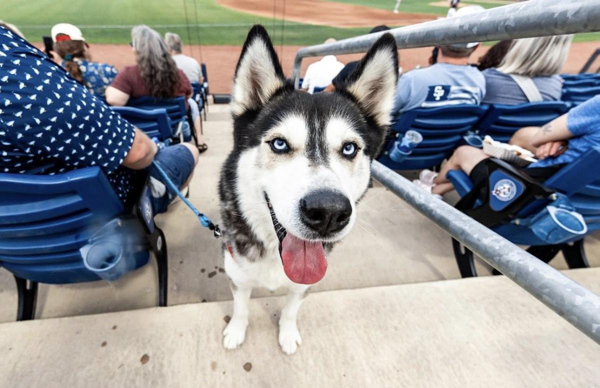 Dog at Bark in the Park at Kannapolis Cannon Ballers Game