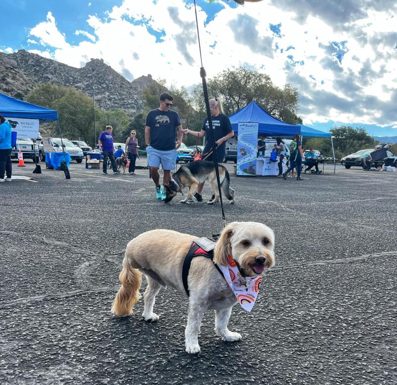 A dog participates in the Tails, Trails and Treats day at the Sandia Peak Tramway.