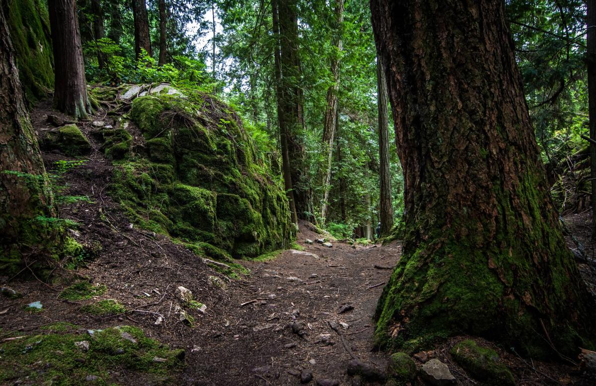 Forest path at Lighthouse Park