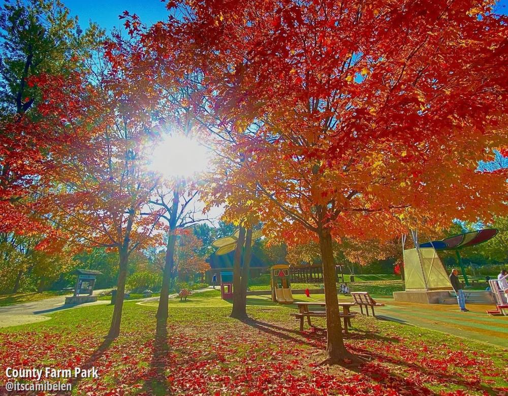 County Farm Park in Fall