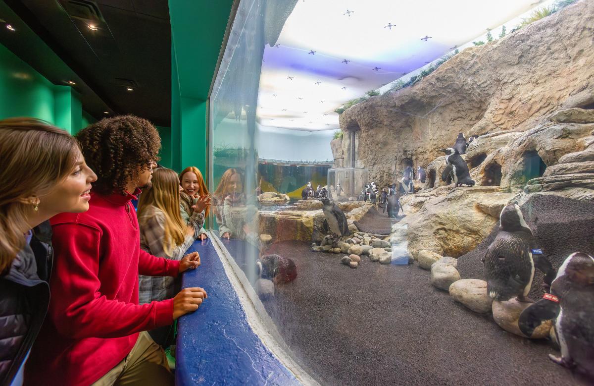 Penguins Ripley's Aquarium
