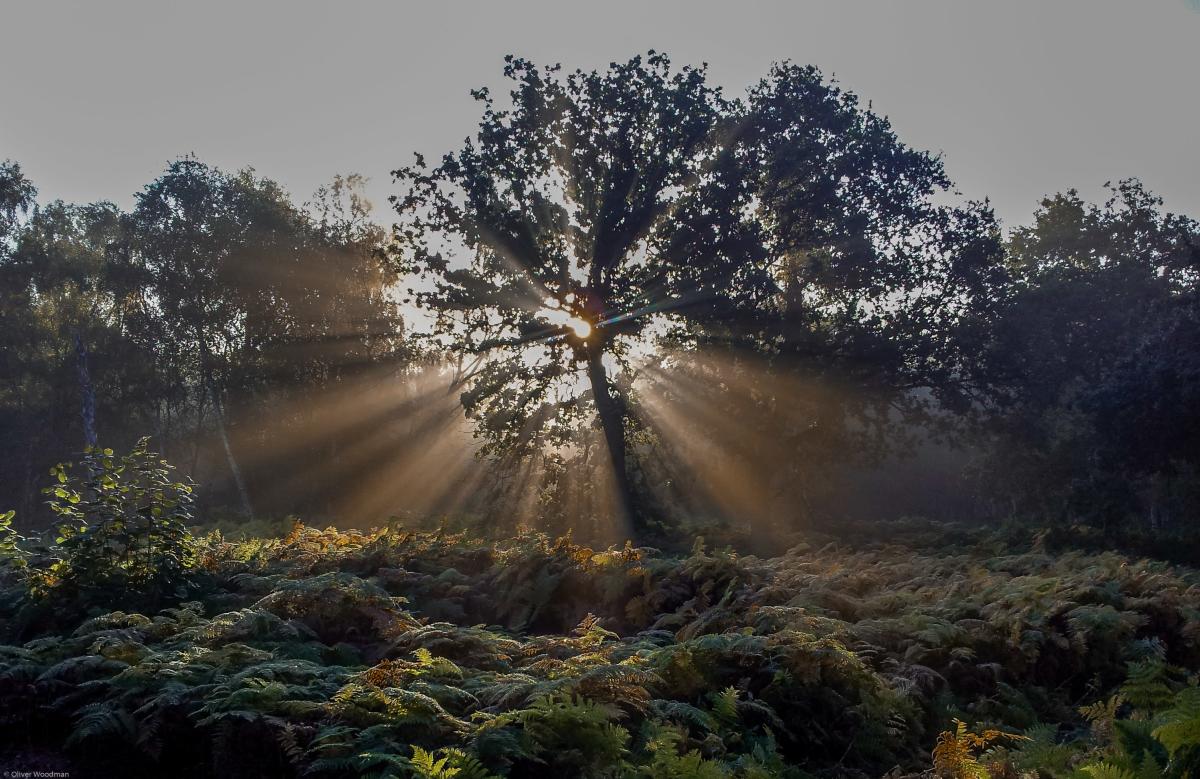 picture of a sun shining in the gap of a tree in Hill Holt Wood