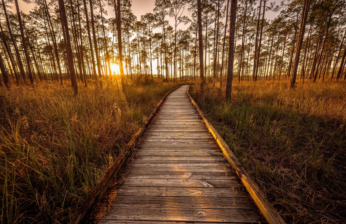 The Boy Scout Road Boardwalk winds through the pine savanna of Big Branch Marsh National Wildlife Refuge in Lacombe as golden sunset light filters through tall longleaf pines and native grasses.