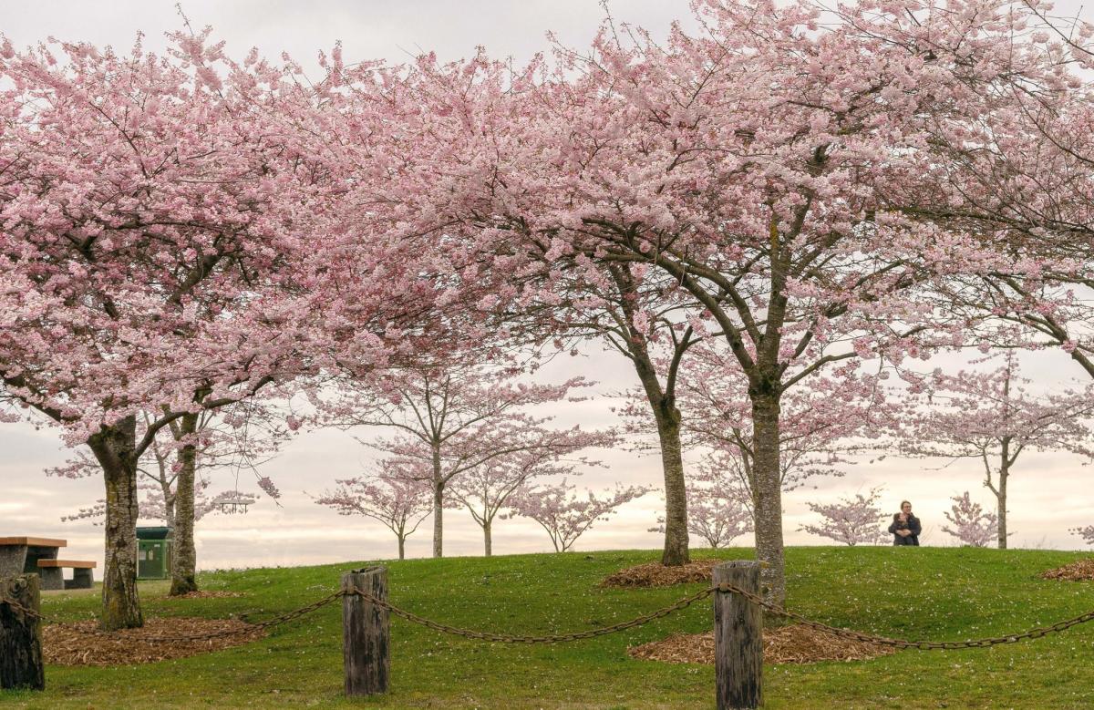 Cherry blossoms at Garry Point Park in Richmond’s Steveston neighbourhood