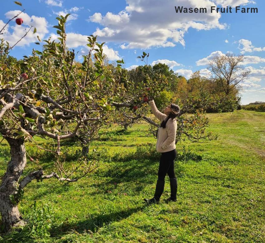 Wasem Fruit Farm