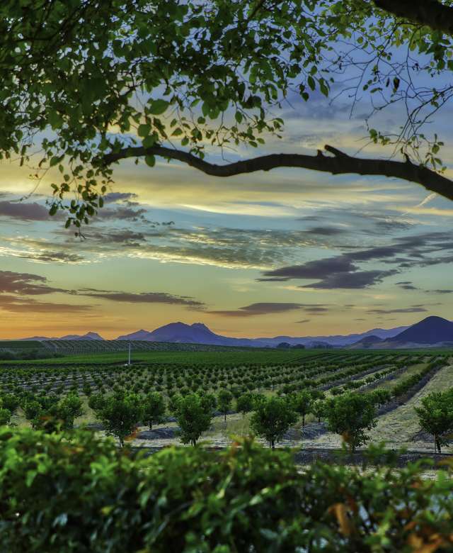 Valley vineyards shop