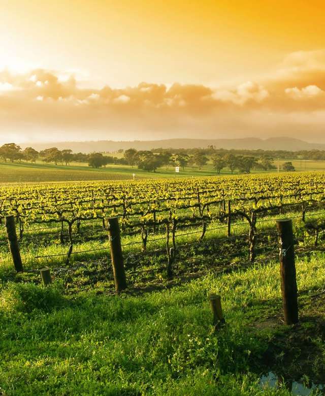 Maria vineyards sales