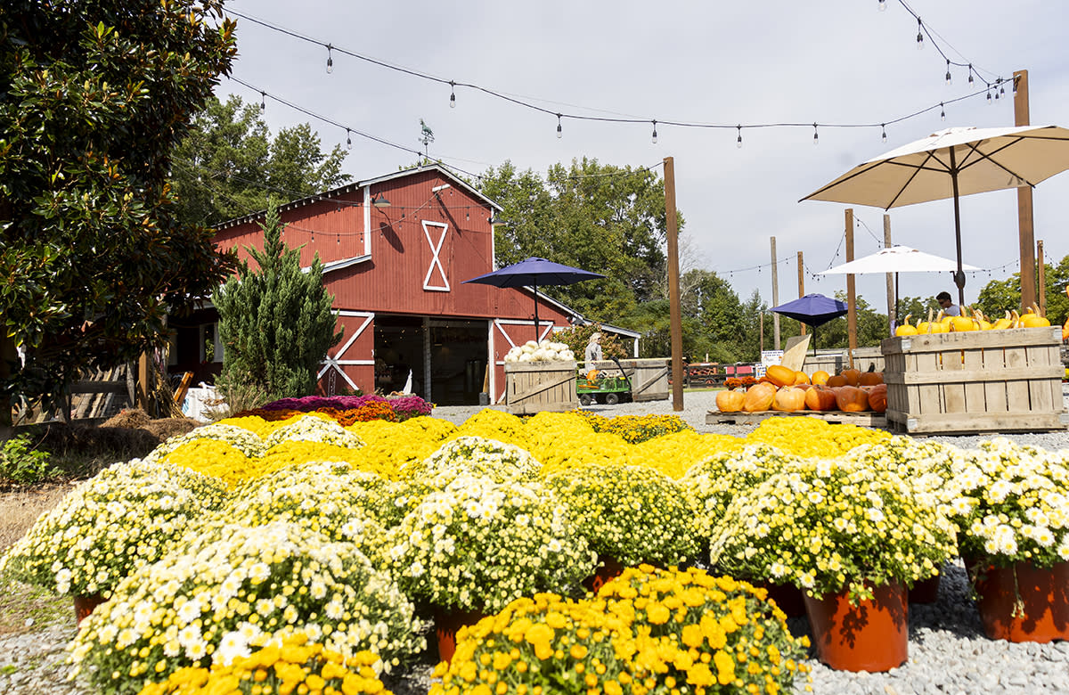 A red barn sits in the background behind a variety of yellow, orange, and white mums at Ashlan Meadows.
