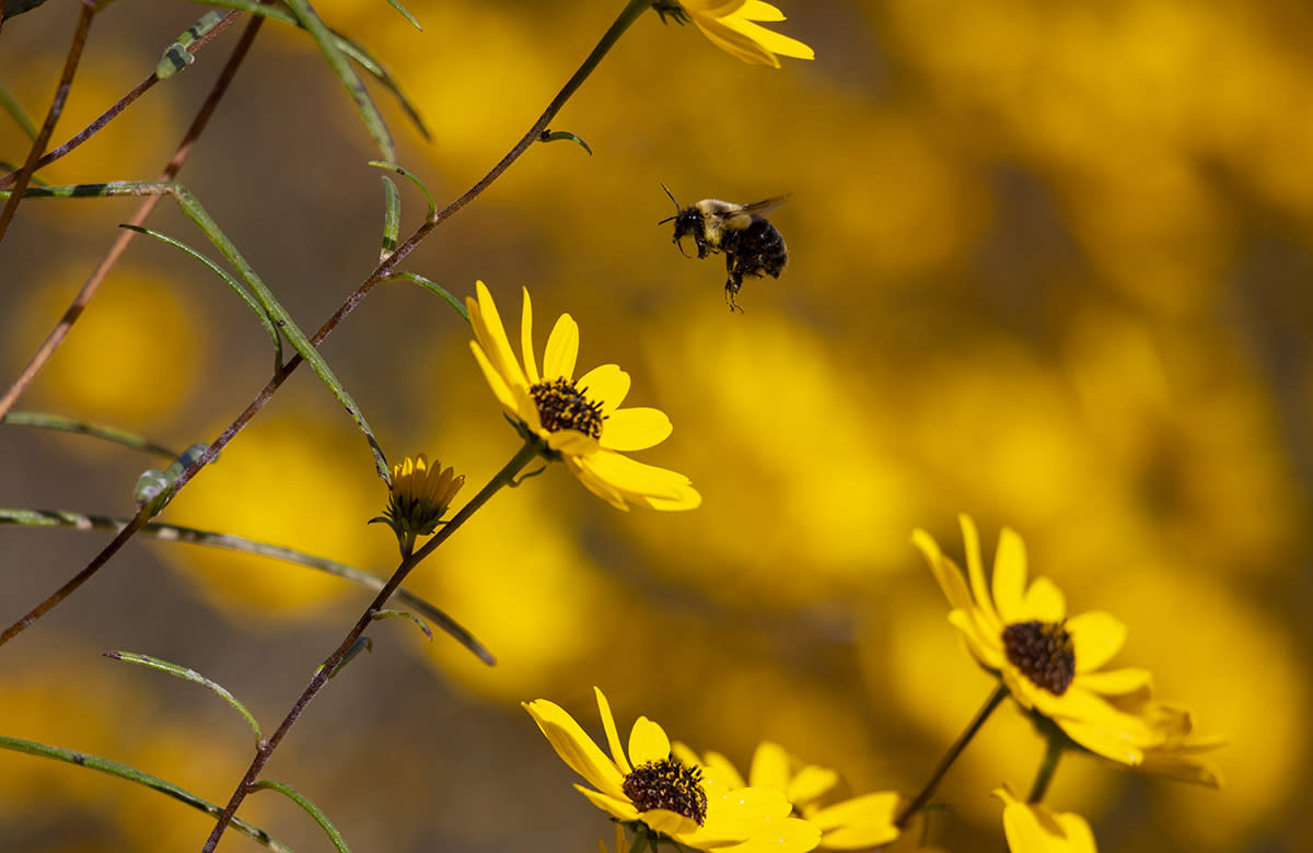 A bee flies towards a yellow flower at the Bailey and Sarah Williamson Preserve.