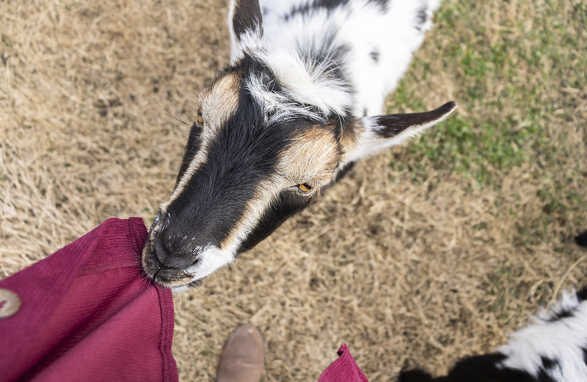 A goat nibbles on the corner of a jacket at Fuster Cluck Farms.