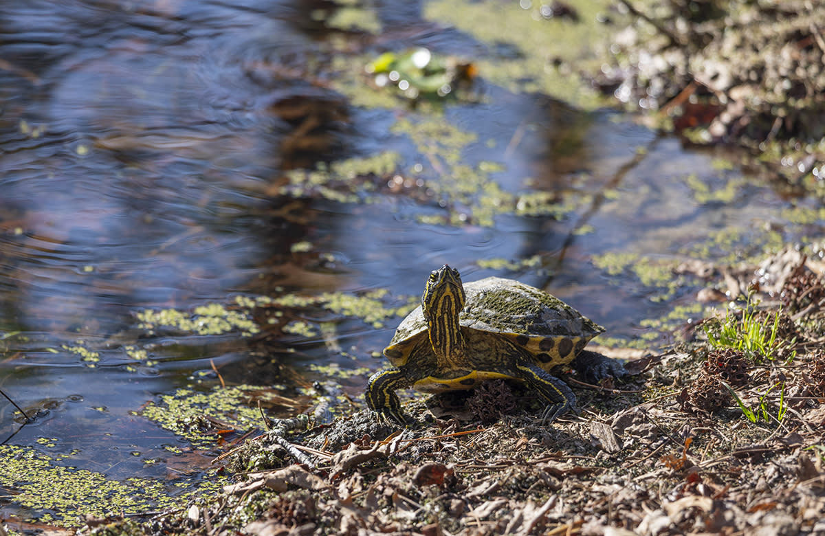 A turtle sits on the edge of a pond at the Clayton Community Park.