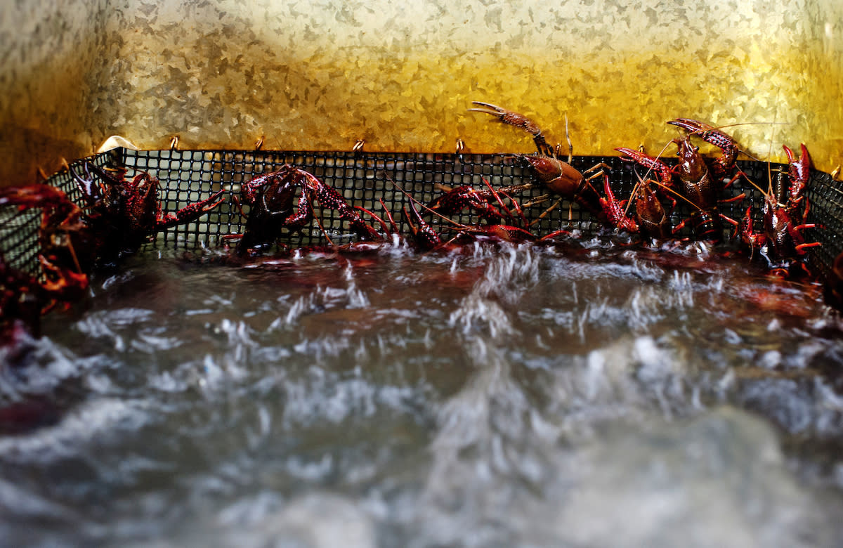 Crawfish Purging Up Close