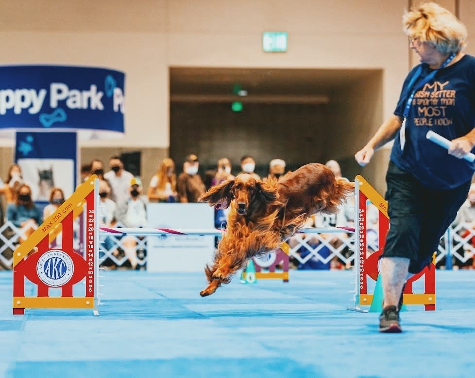 Calling All Dog Lovers! For The First Time Ever, The AKC Meet The